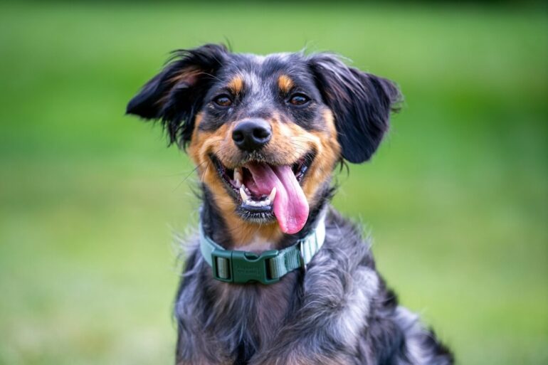 chien qui sourit