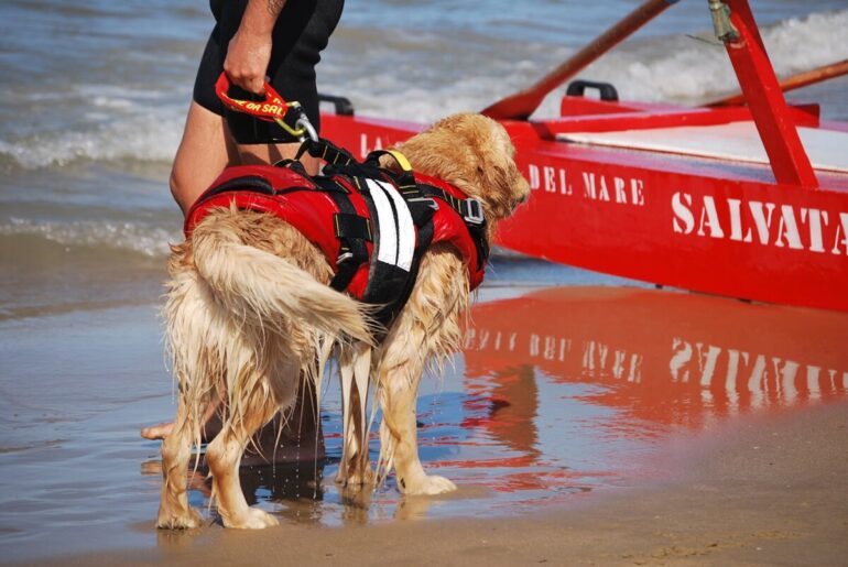 Illustration : Chien sauveteur en mer