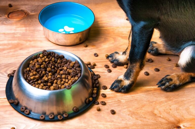 Illustration : mon chien mange ses croquettes en dehors de sa gamelle