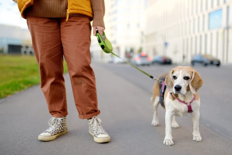 mon chien ne fait pas ses besoins en promenade