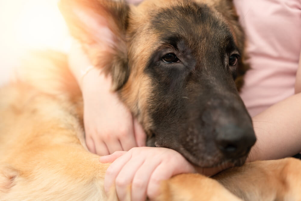 Un Berger Allemand qui pose sa tête sur son humain