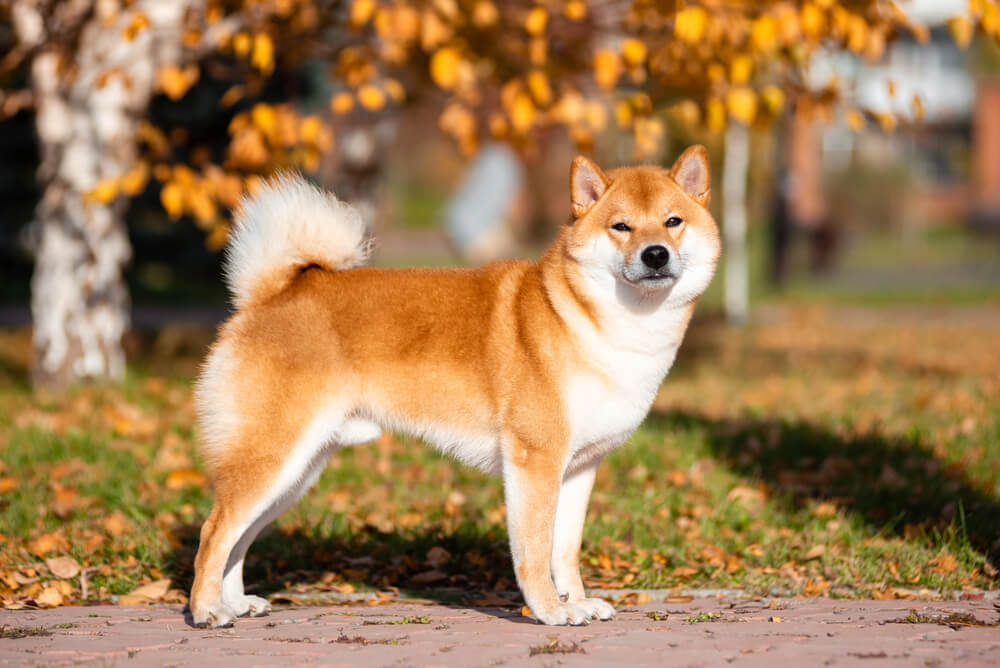 Shiba Inu de profil dans un parc en automne