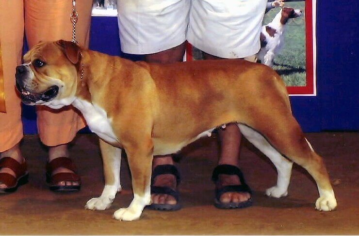 Olde English Bulldogge marron et blanc en exposition canine de profil