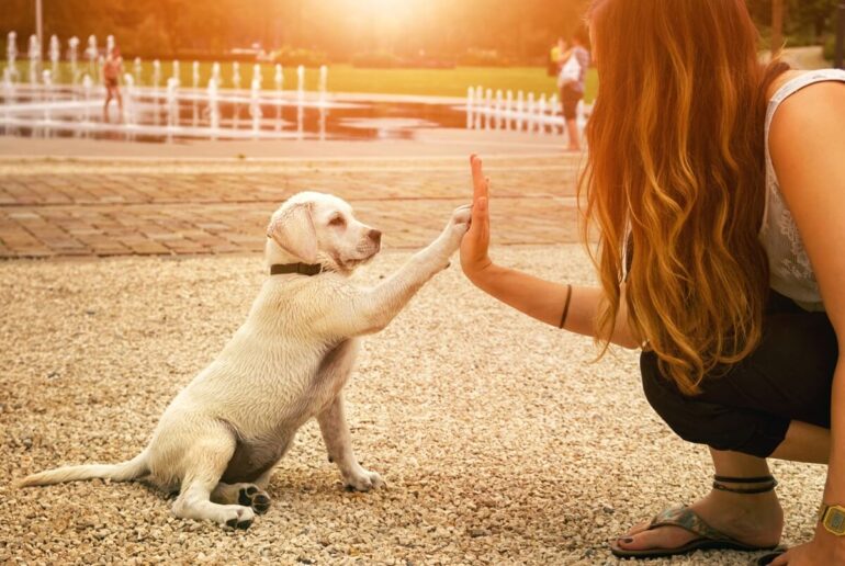 Illustration : à quel âge un chien obéit