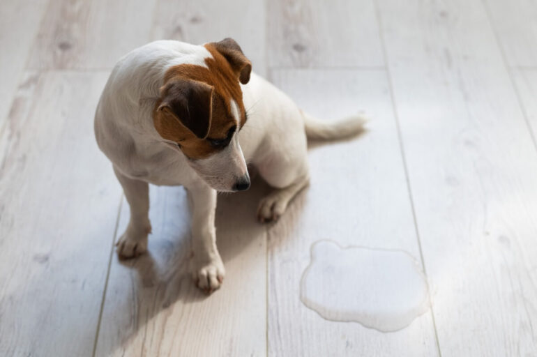 pourquoi mon chien fait pipi dans la maison alors qu'il est propre