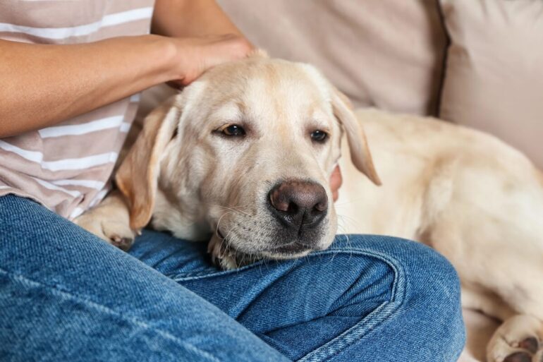 pourquoi mon chien pose sa tête sur moi