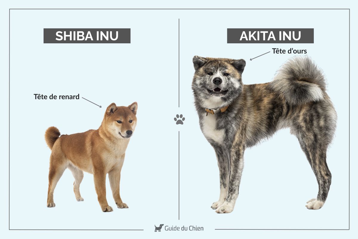 Shiba ou Akita les différences