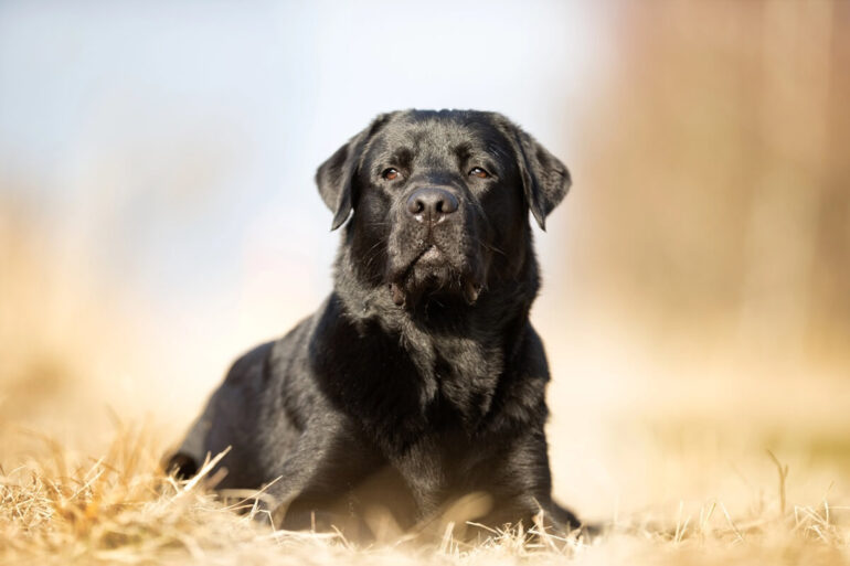 Labrador noir