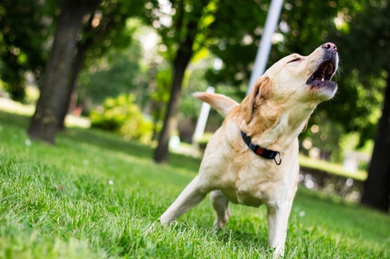 mon chien aboie sur les gens