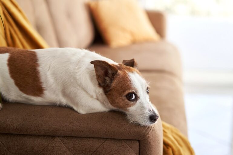 mon chien grogne quand il est couché