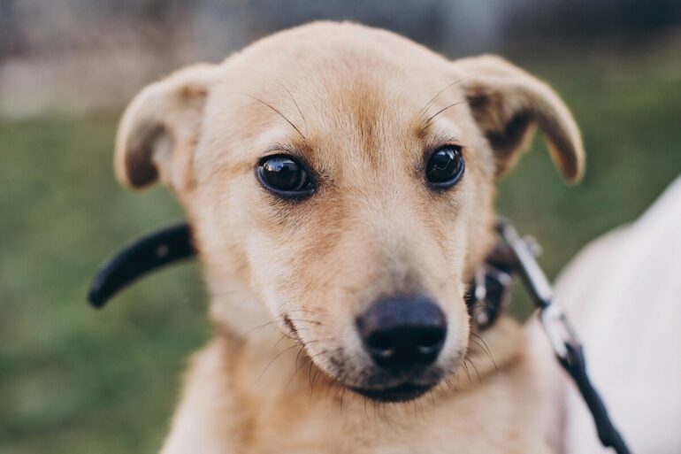 un chien souffre t-il de changer de maître