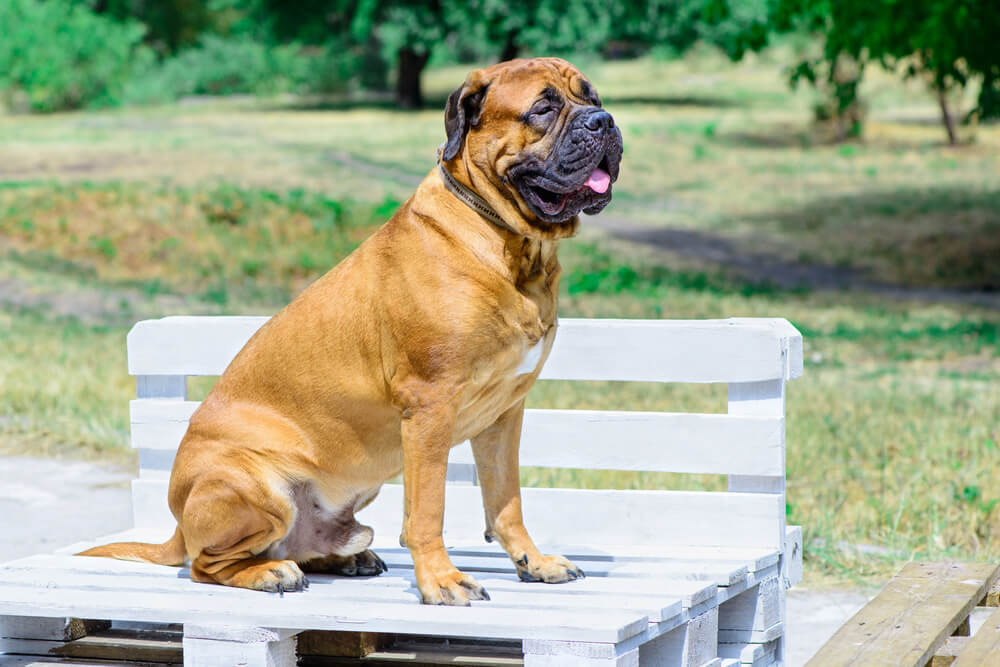 Bullmastiff à la robe fauve clair et au masque noir assis