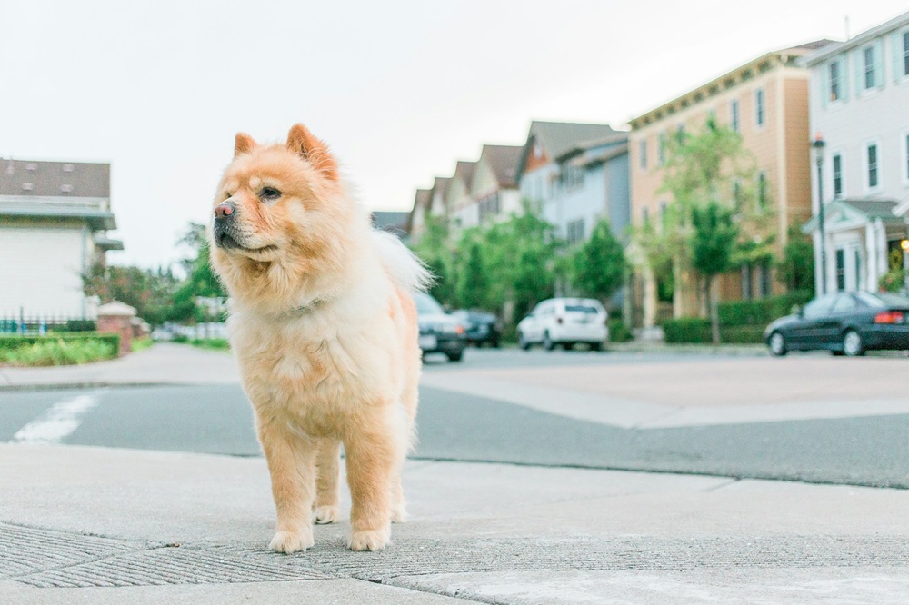 Chow Chow variété crème debout sur un trottoir
