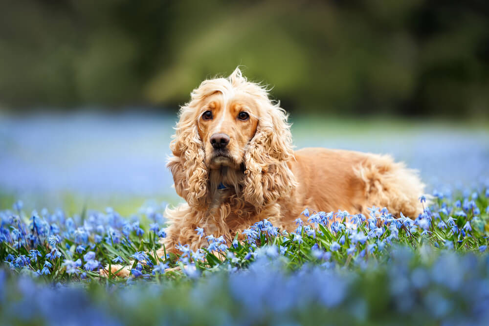Cocker Anglais à la robe golden posant dans un champ de fleurs
