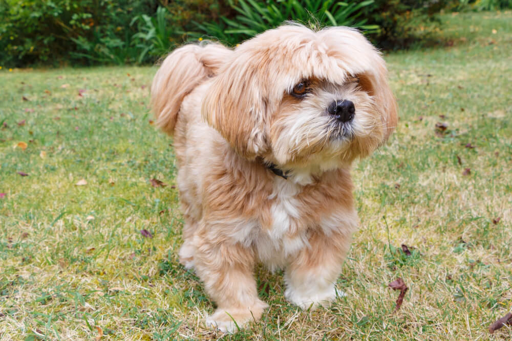 Lhassa Apso à la robe couleur miel et au pelage fourni debout dans l'herbe