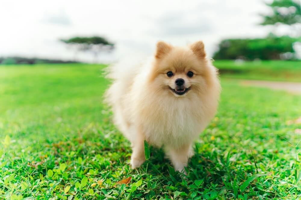 Loulou de Poméranie beige debout dans l'herbe
