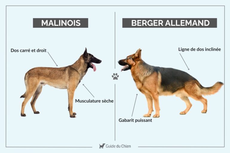 malinois berger allemand les différences