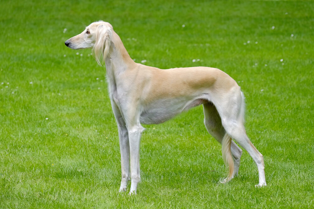 Lévrier Saluki à la robe crème debout de profil dans l'herbe