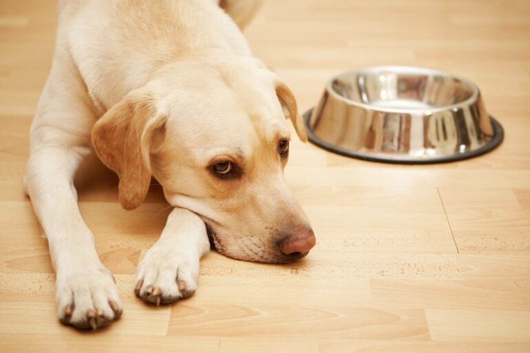 combien de temps un chien peut rester sans boire