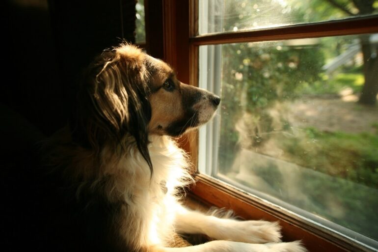 Les chiens ont-ils la notion du temps ?