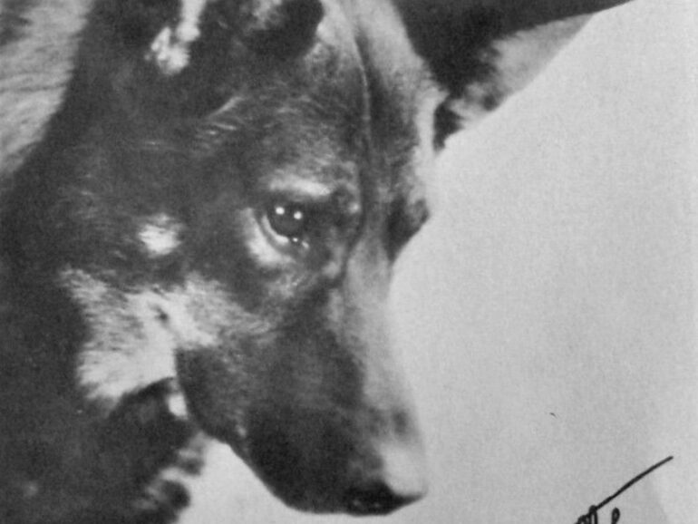 Rintintin : l'histoire d'un chien au destin exceptionnel