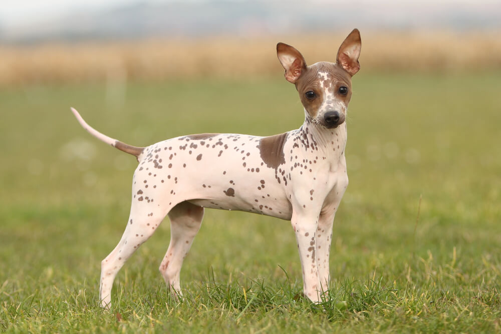 Jeune American Hairless Terrier à la peau tachetée blanc et marron debout dans l'herbe