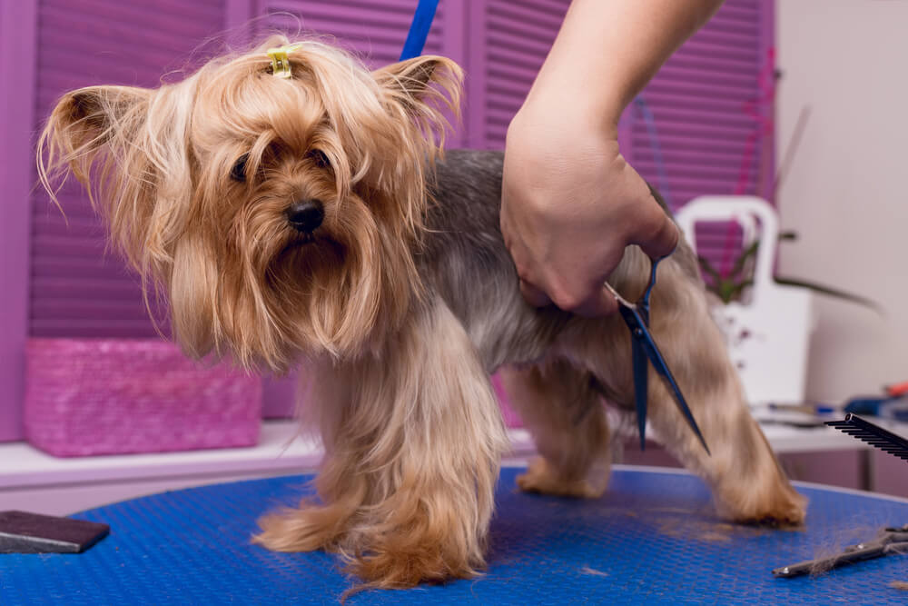 Séance de coupe aux ciseaux pour le toilettage d'un Yorkshire Terrier