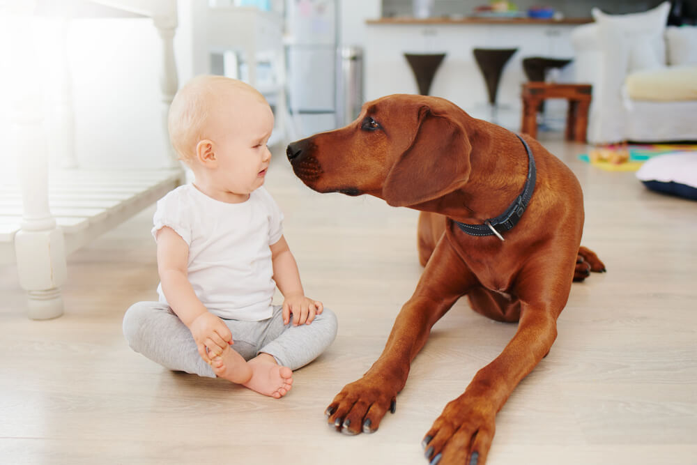 Chien observant attentivement un bébé
