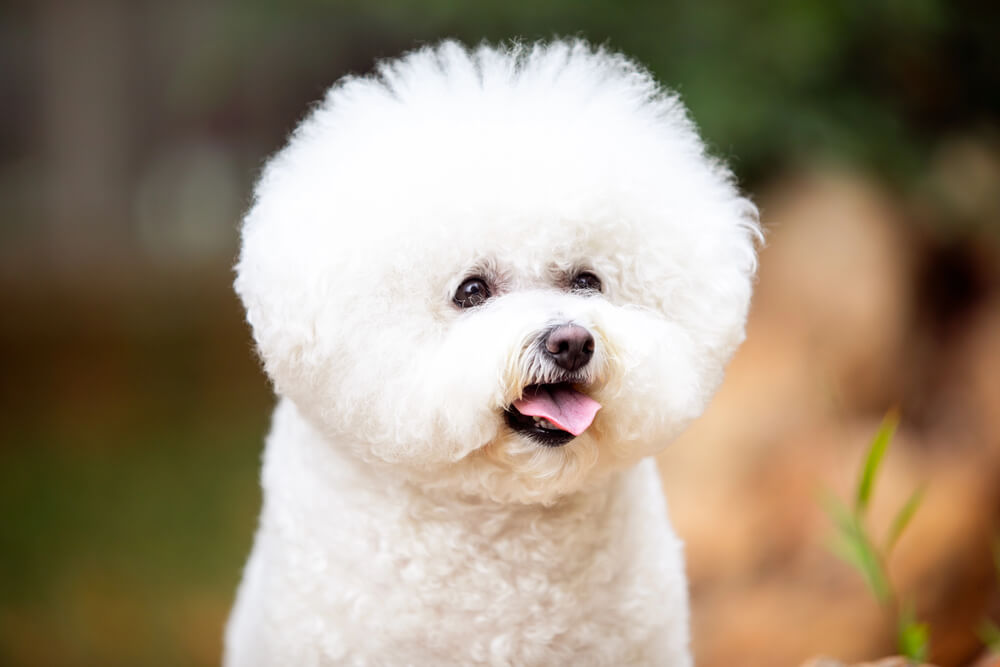 Portrait d'un Bichon Frisé