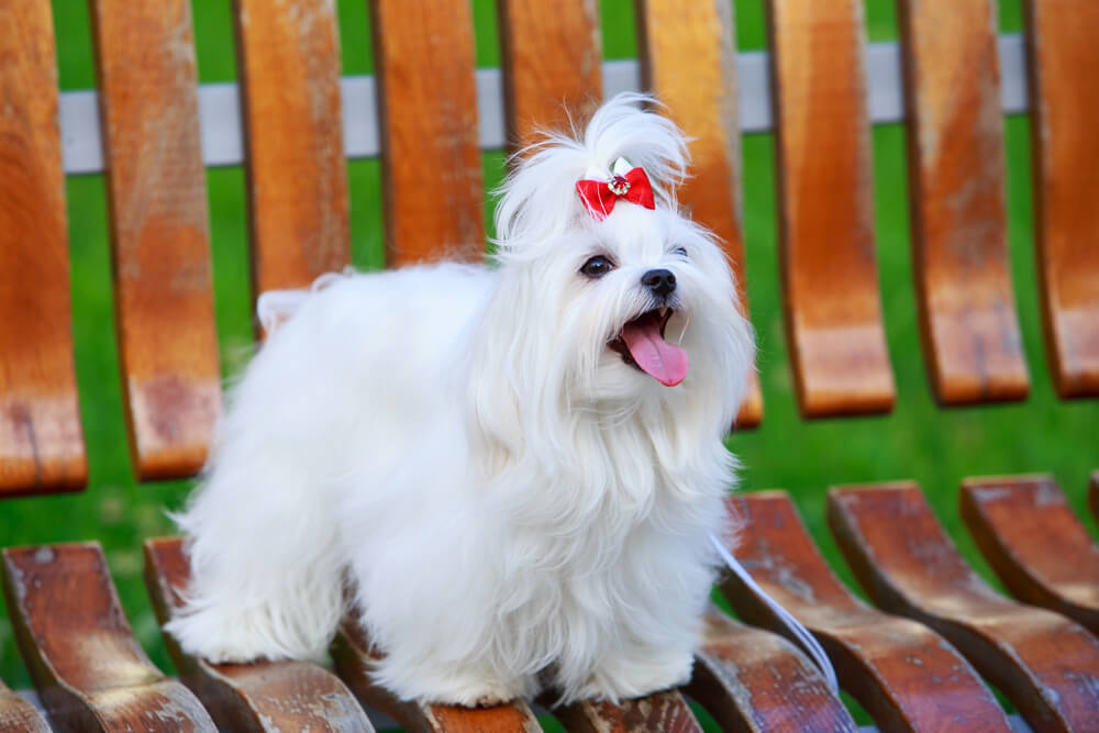 Bichon Maltais assis sur un banc