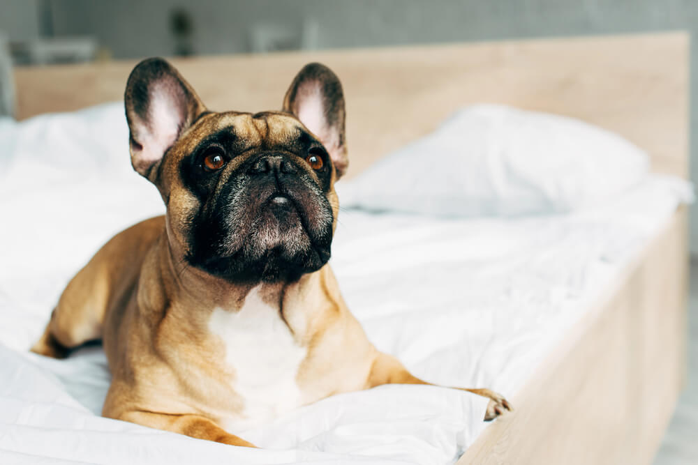 Bouledogue français fauve couché confortablement sur un lit