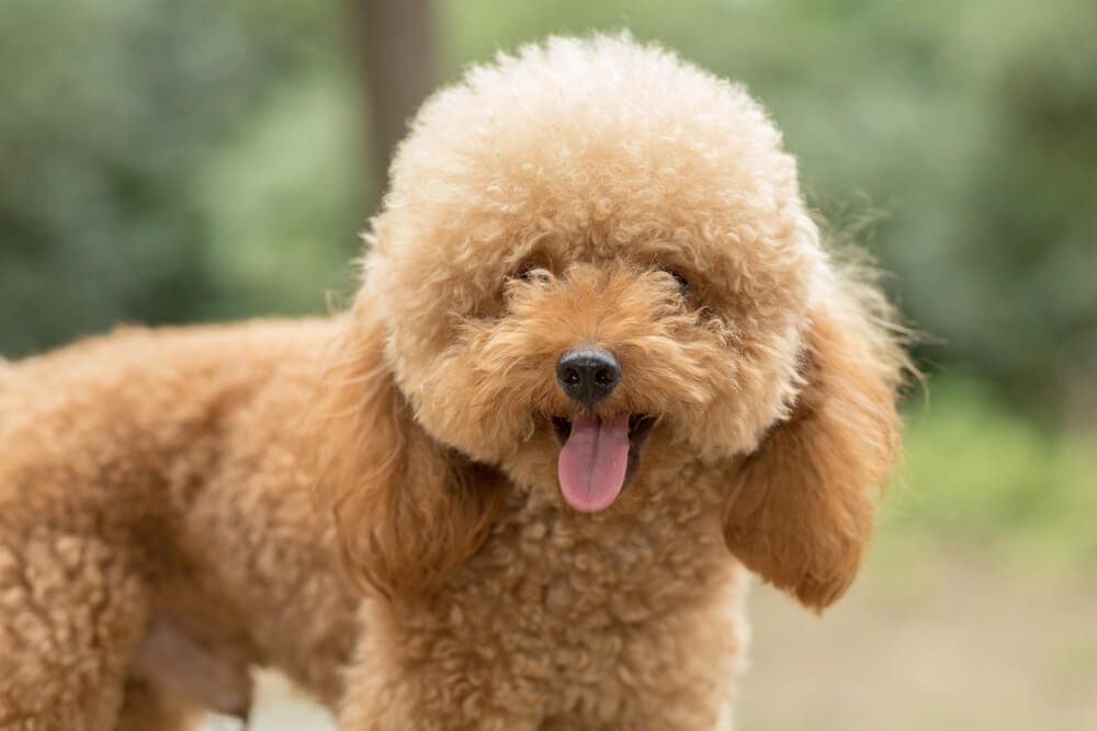 Portrait d'un Caniche nain en extérieur