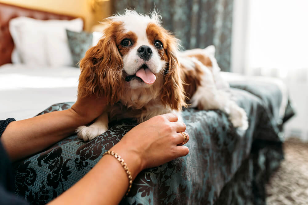 Cavalier King Charles calme qui se fait caresser sur un lit