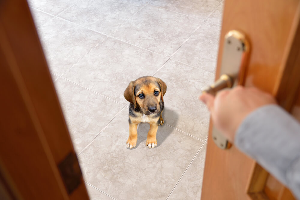 Chiot inquiet qui regarde son maître fermer la porte