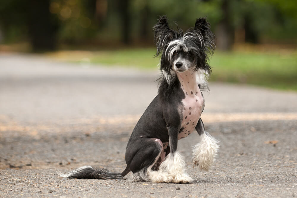 Chien Chinois à Crête variété nue assis en extérieur