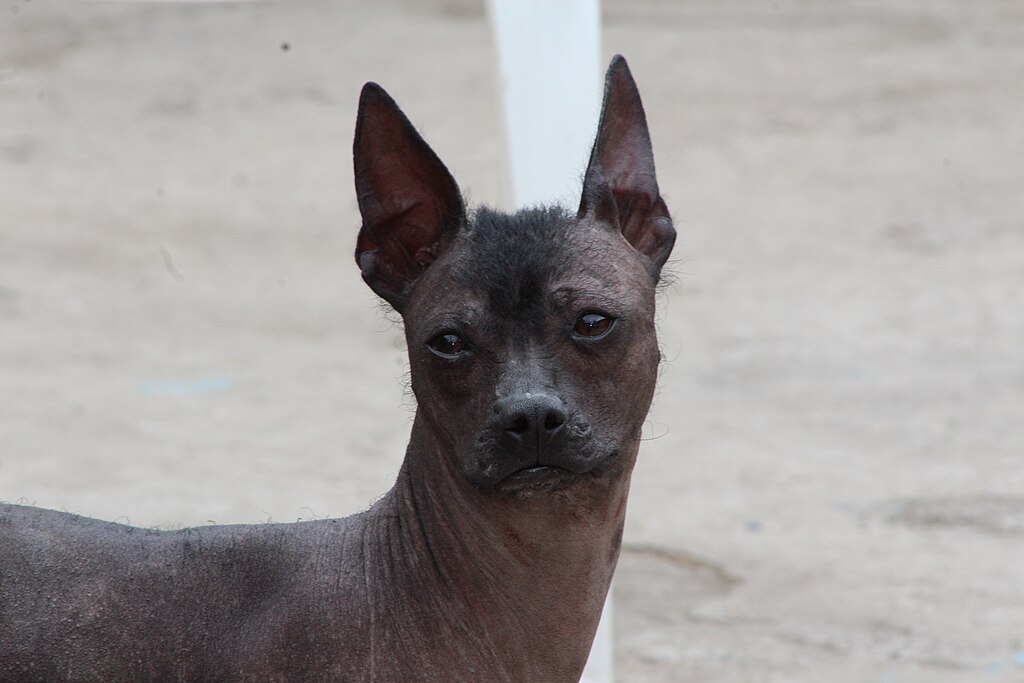 Chien nu d'Équateur (Perro Calvo Dorado) debout avec une peau grise et une petite touffe de poils sur la tête