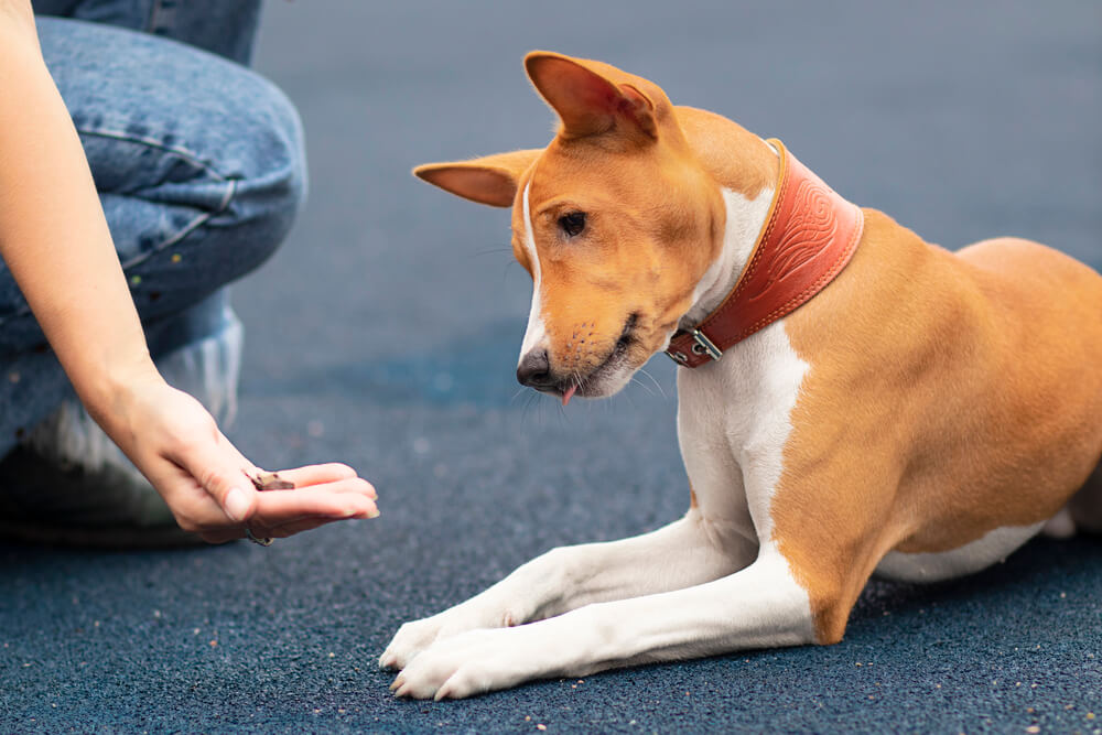 Chien Basenji calme couché recevant une friandise d'une main ouverte