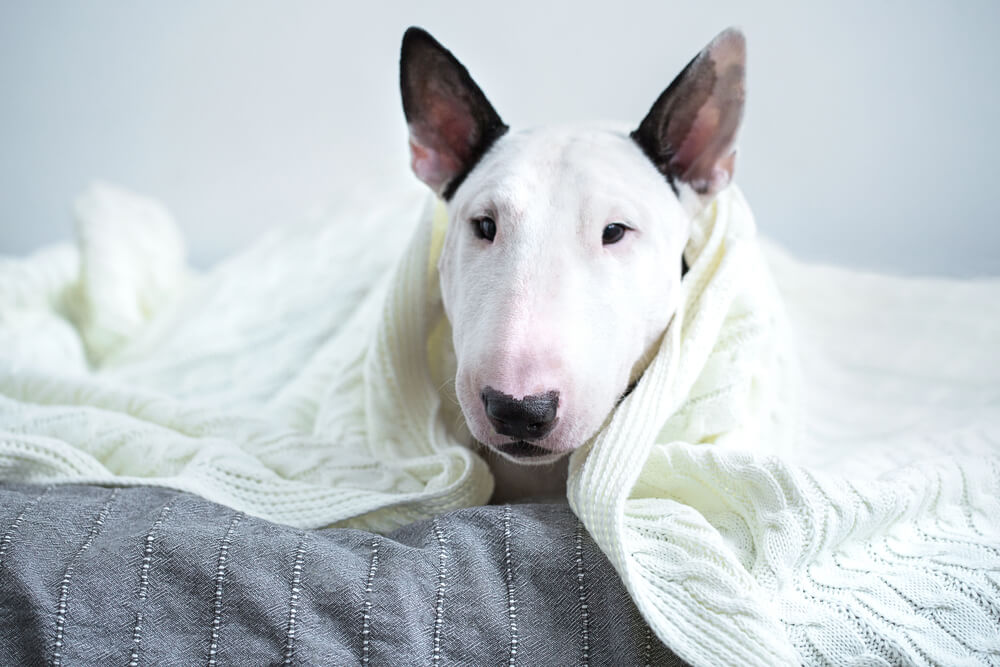 Chien Bull Terrier dans un plaid sur un lit