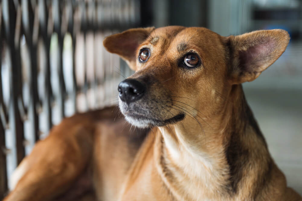 Chien marron au regard triste