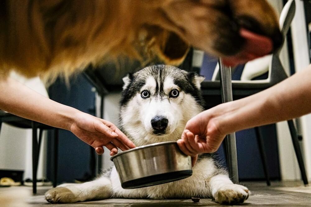 Chien Husky montrant un « whale eye » (blanc de l'œil visible) et de la tension corporelle devant sa gamelle