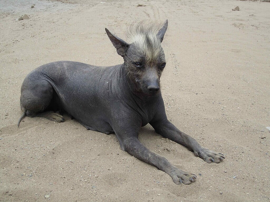 Chien nu Khala de Bolivie allongé sur le sable, caractérisé par sa crête de poils hirsute sur la tête