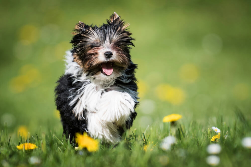 Biewer Terrier joyeux courant dans l'herbe
