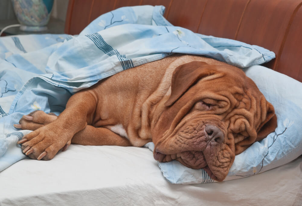 Dogue de Bordeaux dormant profondément la tête sur l'oreiller et prenant toute la place dans le lit