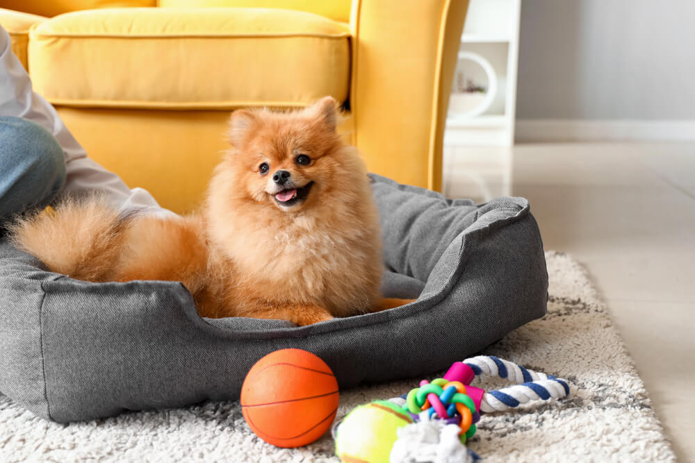Spitz Nain joyeux dans son panier avec des jouets
