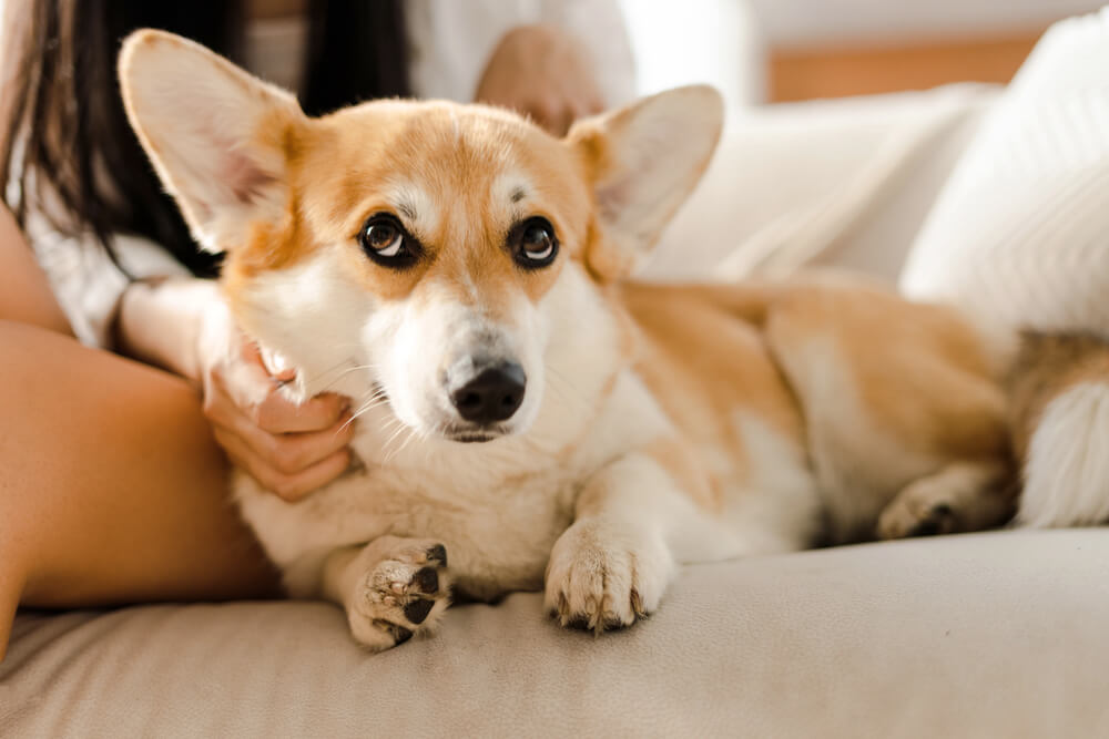 Chien détendu se faisant câliner sur le canapé