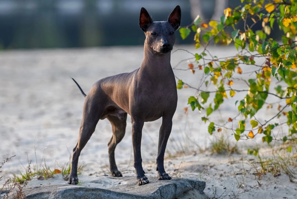 Xoloitzcuintle de taille standard debout fièrement sur un rocher