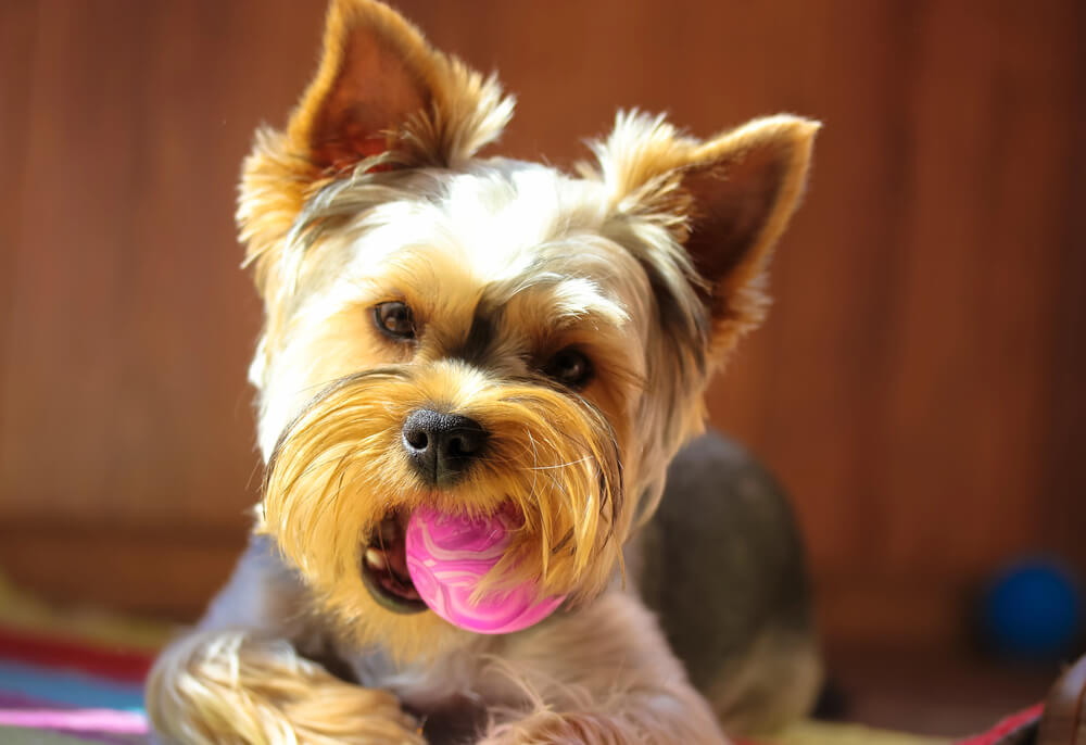 Yorkshire Terrier tenant une balle