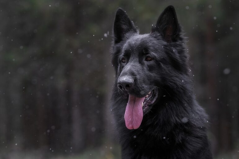 berger allemand noir
