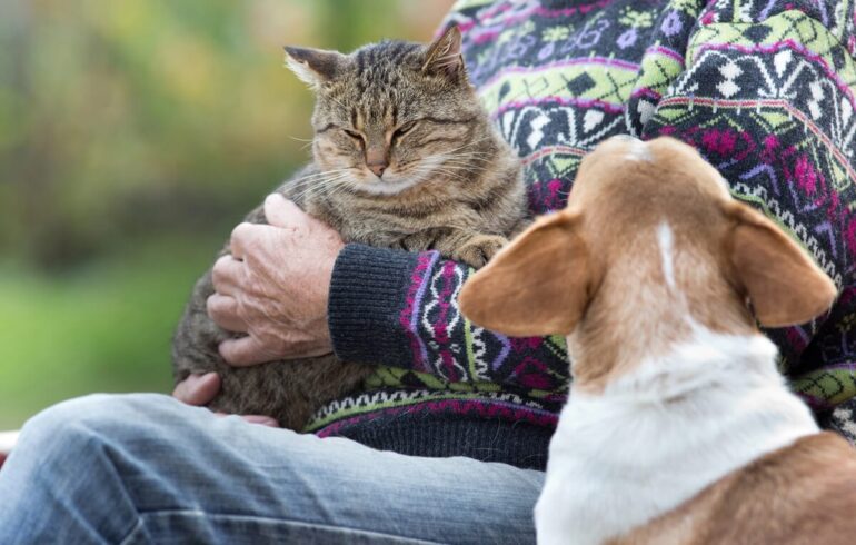 Chien jaloux : Comprendre et gérer ce comportement