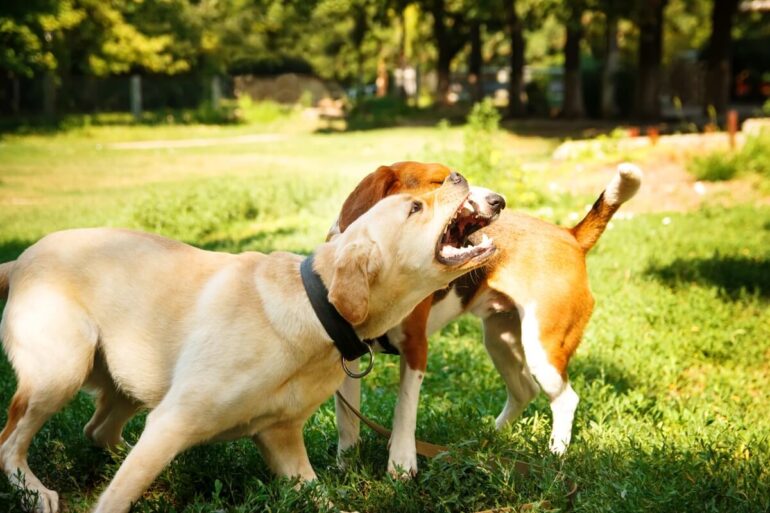 mon chien attaque mon autre chien sans raison